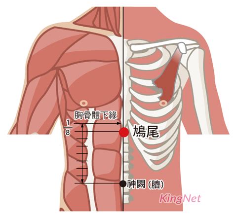 鳩尾穴位置|鳩尾穴位置 